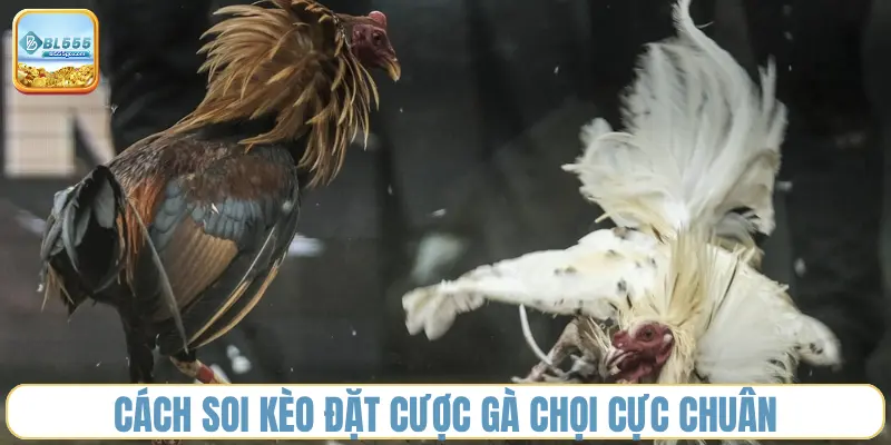 soi_keo_ga_choi_bl555