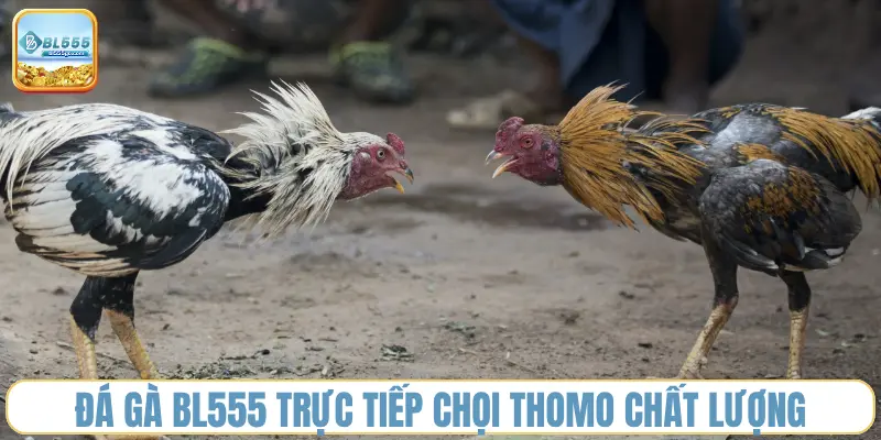 Đá Gà BL555 – Kèo Cược Xanh Chín, Bùng Cháy Đam mê 1 da-ga-bl555-truc-tiep-choi-thomo
